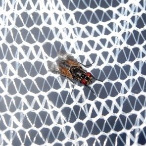 mejores mosquiteras Mejores Mosquiteras contra Insectos y Polen