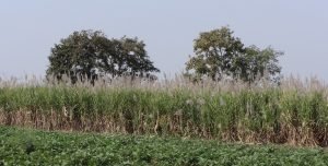 Plantación caña de azúcar obtención bioetanol Chimeneas Bioetanol ¡PRESUPUESTO ONLINE!