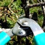 Tijeras de Podar Mejor Valoradas: Comparativa mejores tijeras de podar 150x150 - Tijeras de Podar Mejor Valoradas: Comparativa