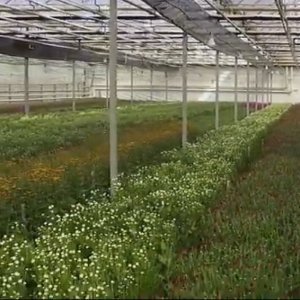 Proveedores de Flores Naturales : Listado Empresas Mejor Valoradas proveedores flores naturales 1 - Proveedores de Flores Naturales : Listado Empresas Mejor Valoradas