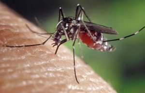 picadura-de-mosquito picadura-de-mosquito
